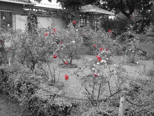 ROMERO_Rose Garden