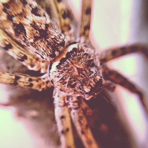 Spider (181/366) by elawgrrl