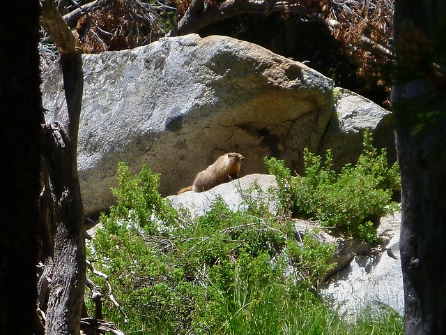 glimpse of marmot
