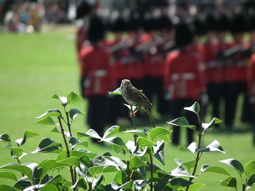 Little Bird and the Changing of the Guard at Parliament Hill, Ottawa (2012) by Gustavo Thomas
