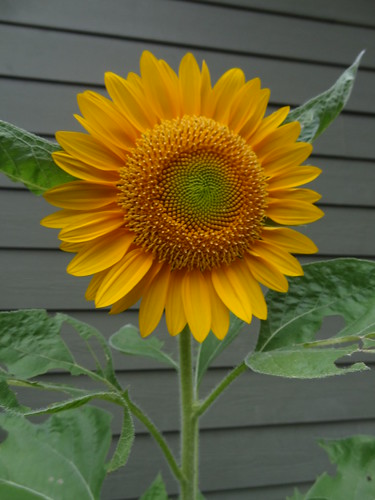 Sunflowers August 10, 2012 (19)