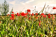Poppy fields