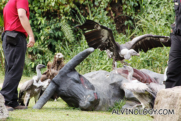 Showcasing many different species of vultures