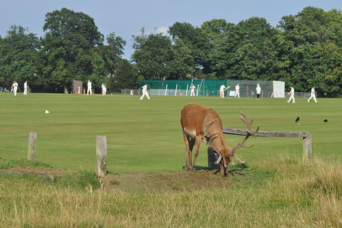Deer and cricket in Bushy Park