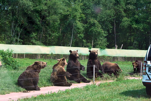 Safari - dancing bears