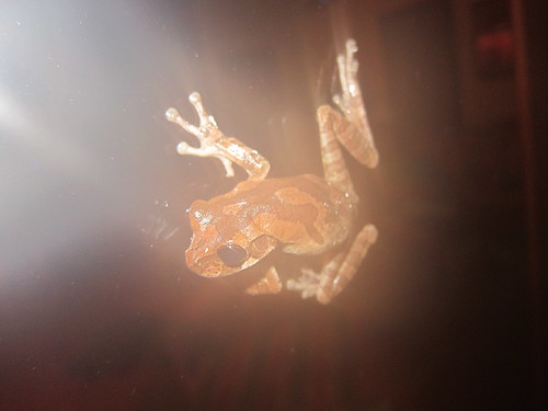 Frog on the window!