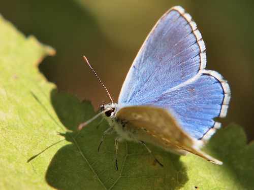 Farfalla azzurra by Alessandro Ronchi