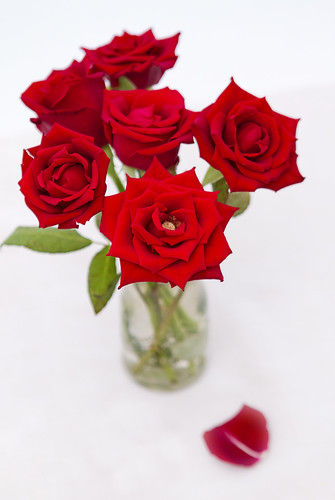 無料写真素材|花・植物|薔薇・バラ|花瓶