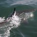 Shark dive in Gantsbaai, South Africa - IMG_3955_CR2.jpg
