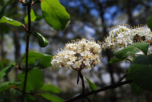Rusty Black Haw flowering at Piney Creek Wilderness on March 31, 2012