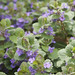 Glechoma hederacea- ground ivy, creeping charlie