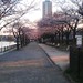 Hanami caught by the setting sun #2
