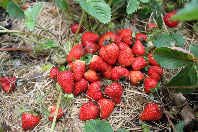 2nd picking of strawberries