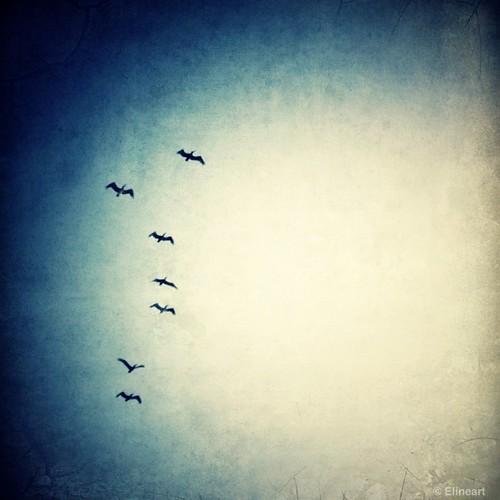 3:365 Feathered by elineart