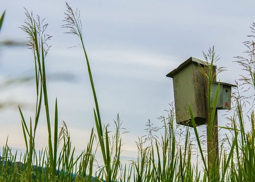 Birdhouse in the Grass