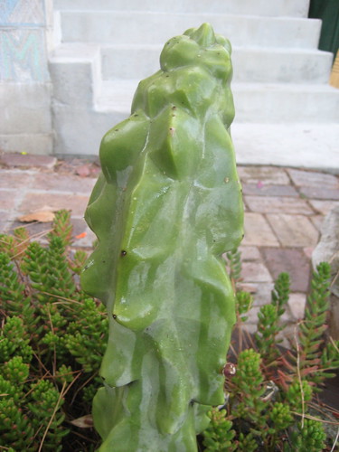 cactus with "pimple"