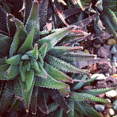 volunteer park conservatory: succulents! by LethaColleen