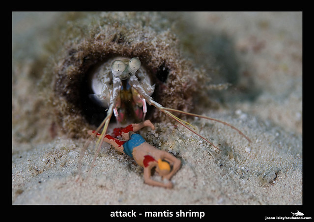 UW attack - mantis shrimp