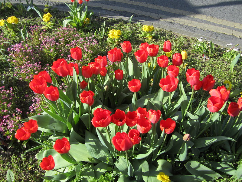 015  Tulips in Hull!