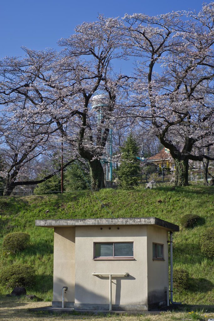 桜 2012
