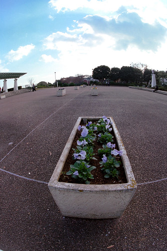Flower bed in plaza.