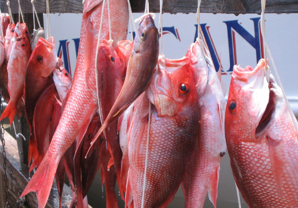 Red Snapper Catch