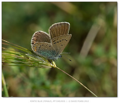 Wild Butterfly Photo Life List