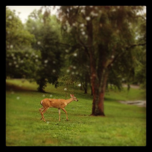 This doe came shambling through the yard while I drove into my driveway.