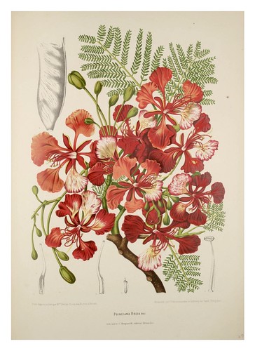 022-Flamboyan-Fleurs, fruits et feuillages choisis de l'ille de Java-1880- Berthe Hoola van Nooten