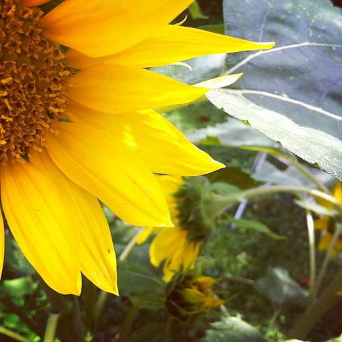 many volunteer sunflowers #organicgarden #urbangarden #lughnasadh #maine