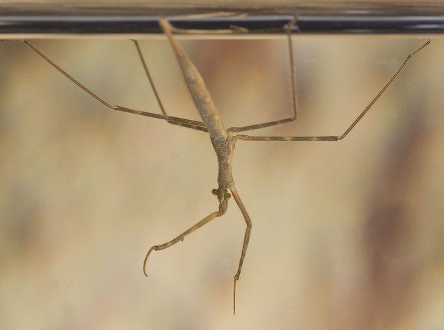 Water stick insect Ranartra linearis at surface 3