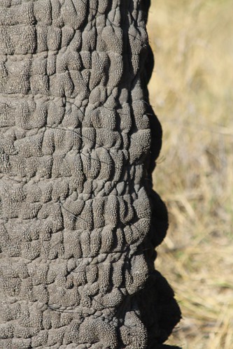 Elephant trunk Okavanga