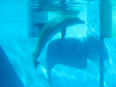 08/2012; "Winter" the Dolphin