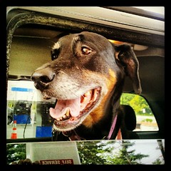 Lola and I are off for a fun filled day! #dogs #happydog #summer #carride #dogstagram #petstagram #instadog