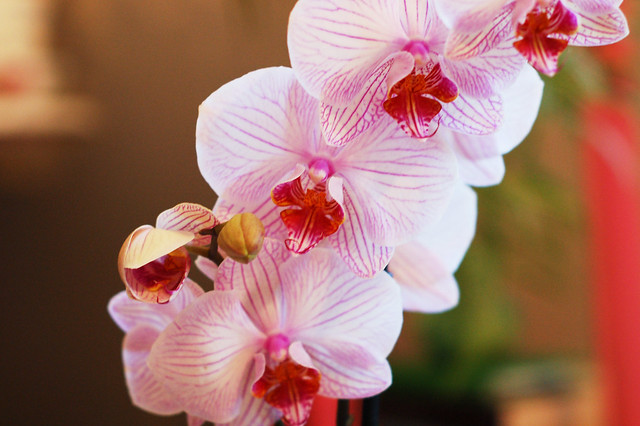 Pink orchid, photo by Hanna Andersson aka iHanna