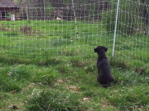 Norman Watches the Deer