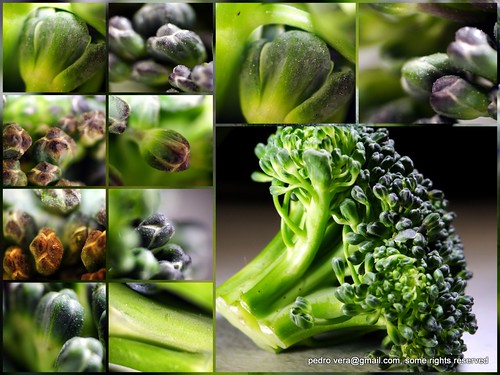 114: Vegetable. by pvera