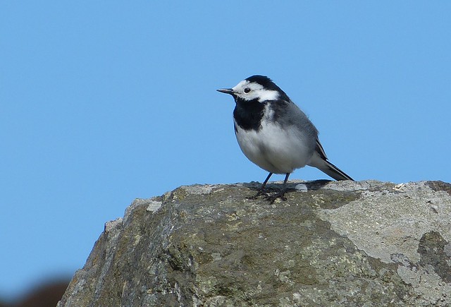 26983 - Pied Wagtail, Isle of Mull