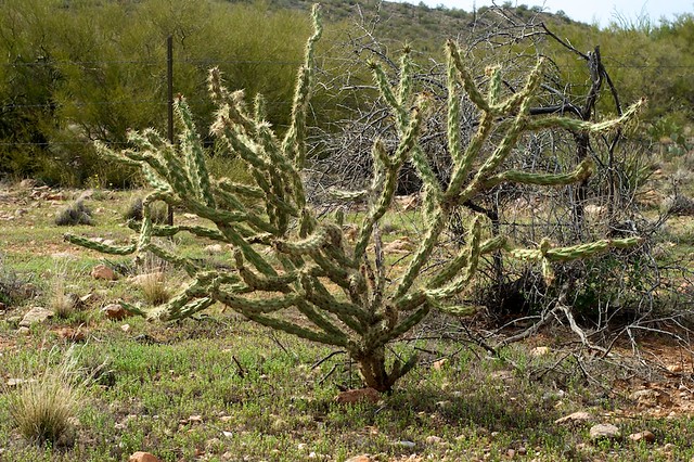variation sur cactus