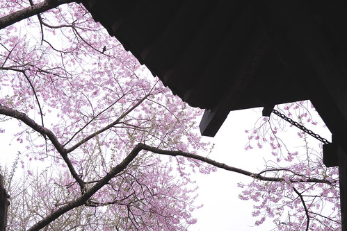 Umbrella for cherry blossom by Stroll diary