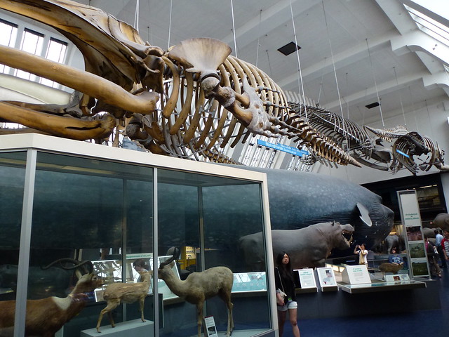 Natural History Museum London Mammals Hall