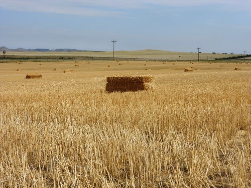 Bales from the straw