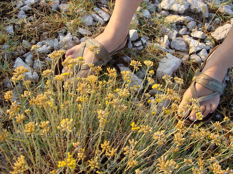 picking immortelle at down plant