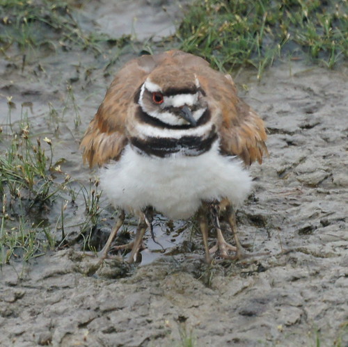 Baby Killdeer with Parent