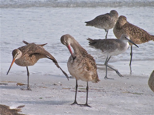 Marbled Godwit and Willet at Fort DeSoto in Pinellas County, FL 27