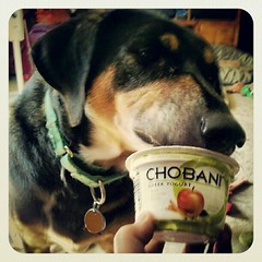 Tut is #chobanipowered #breakfast #dogs #happydog #yumo #rescue #adoptdontshop