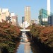 Autumn's scene of Meguro River from Meguro-shinbashi