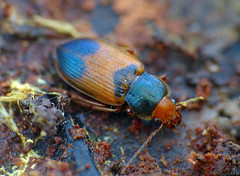 Ground Beetle (Diachromus germanus) hibernating in dead wood