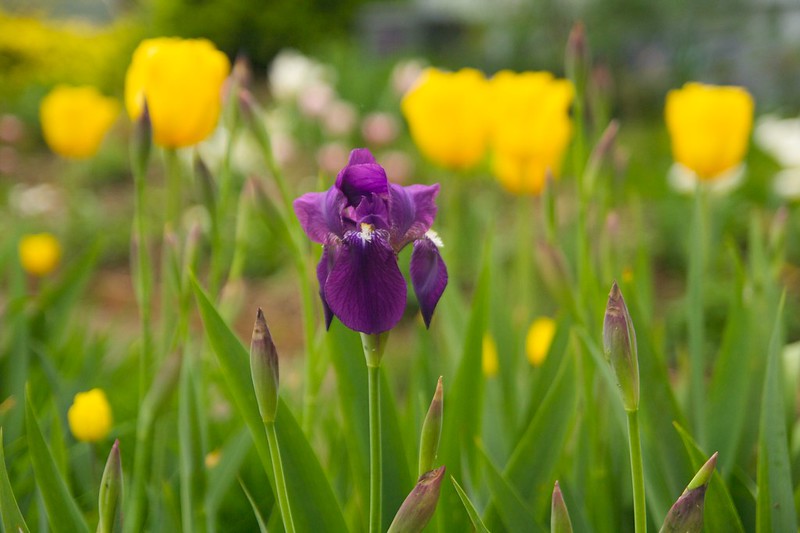 purple iris yellow tulips  1582