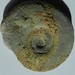 005 / Ammonite d'Iguerande ( Saône-et-Loire) France